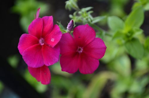 floral nature red