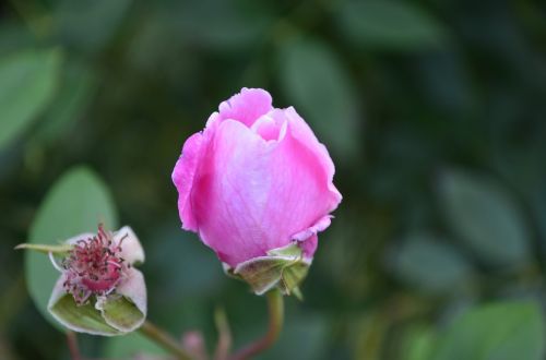 floral nature rose