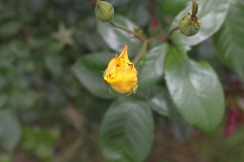 floral nature outdoor