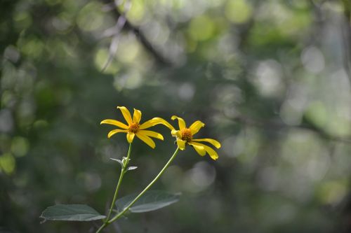 floral summer blooming