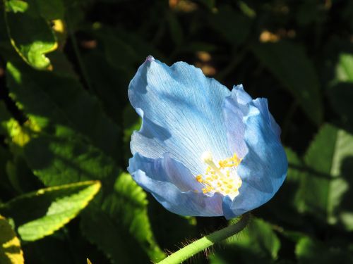 floral petal flower