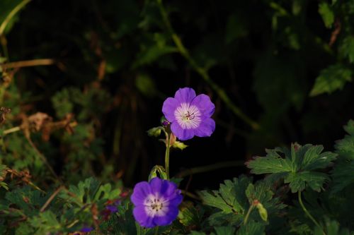 floral purple flower purple