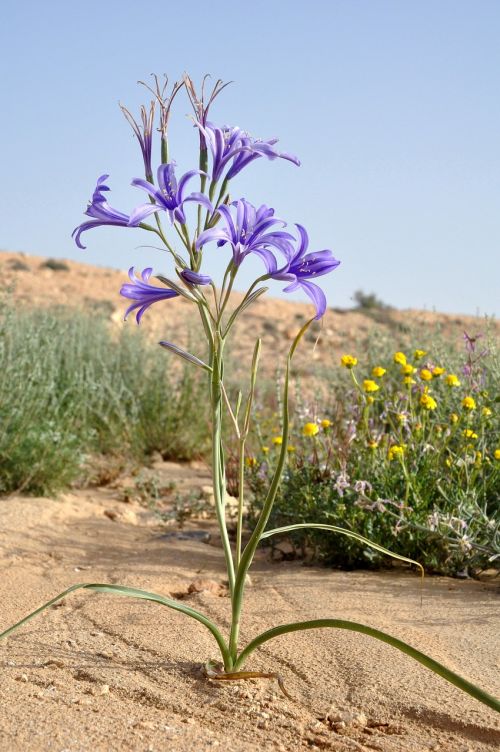 floral purple desert