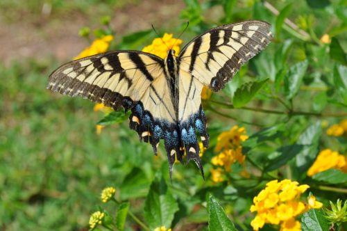 floral butterfly flower