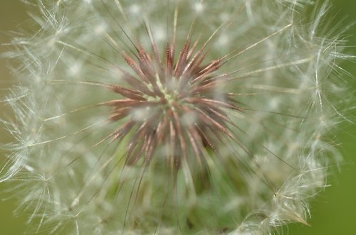 floral  nature  flower