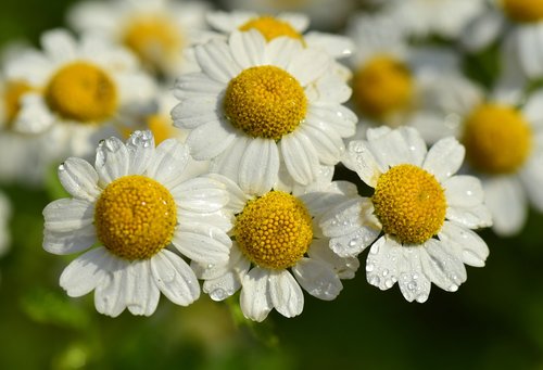 floral  white  small