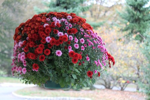 floral  nature  blossom