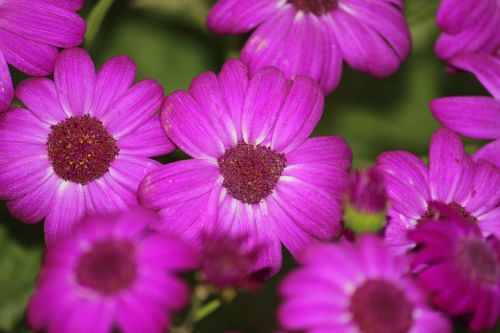 floral purple flowers