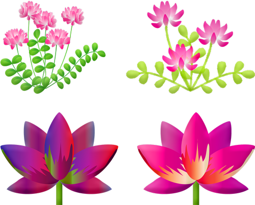 floral  lotus flower  lily