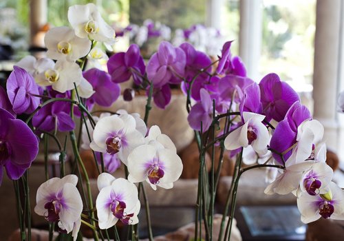 floral  orchids  resort