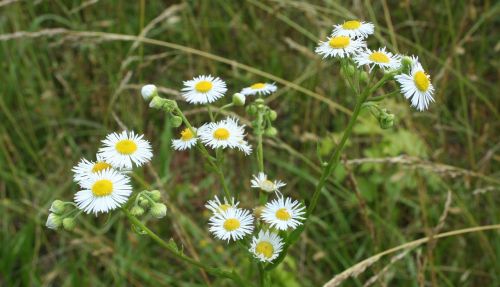 floral plants natural