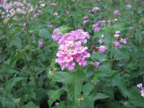 floral plants natural