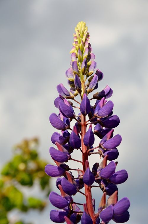 floral plant natural