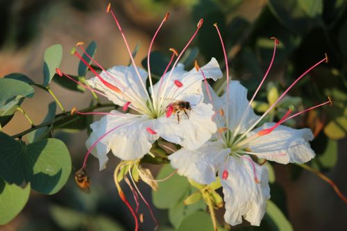 floral bloom nature