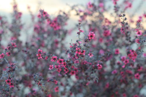 floral nature bloom