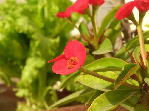 floral garden flower