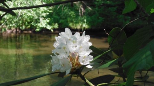 floral flower laurel