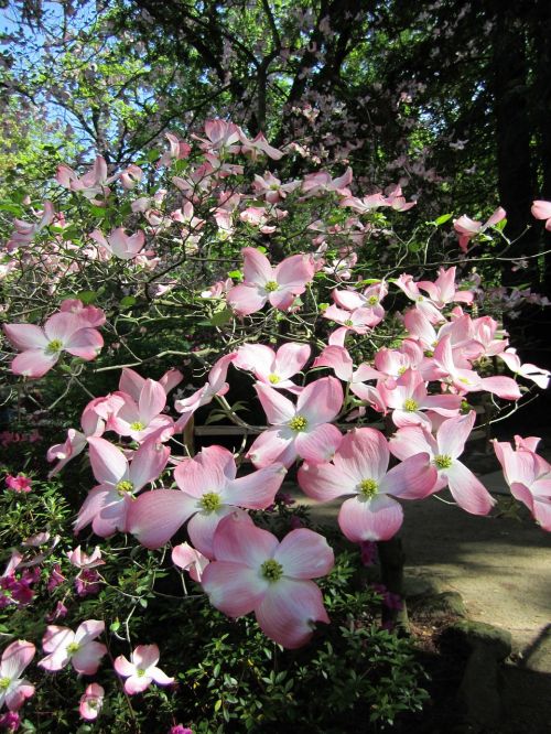 floral plants natural