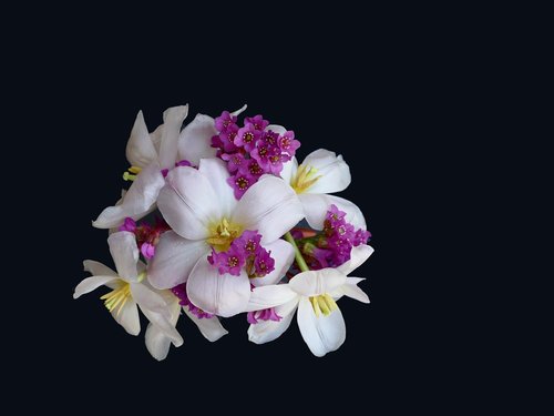 floral arrangement  tulip white  bergenia