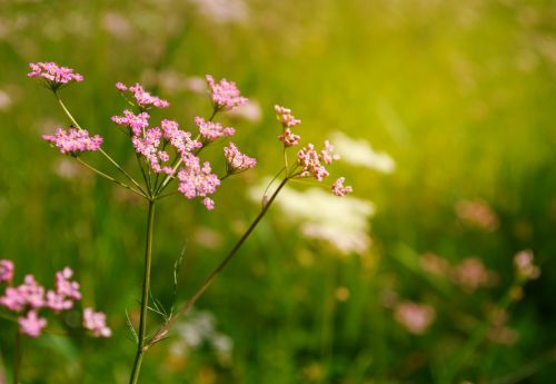 Floral Background