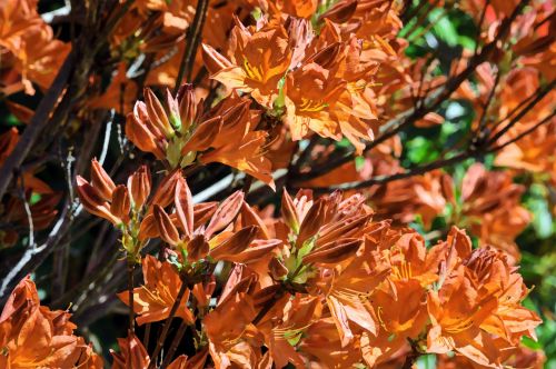 Floral Background Orange