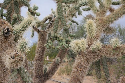 florence arizona desert gardens rv park