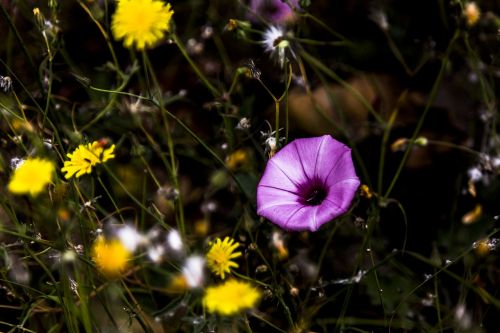 flores flower nature