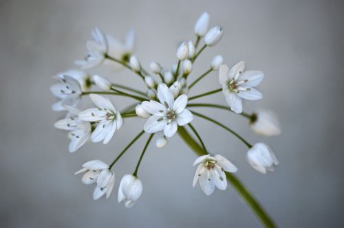 White Flowers