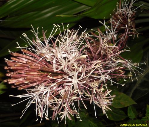 Strange Flowers