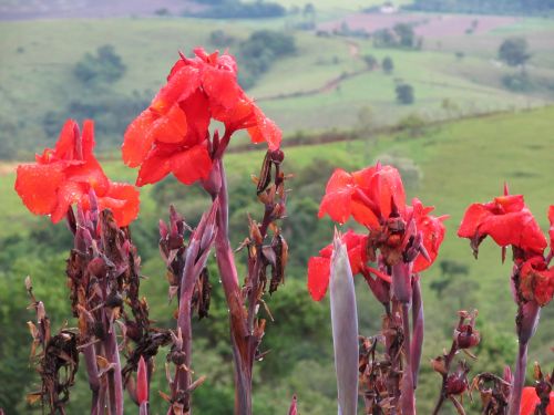 Flowers In Field