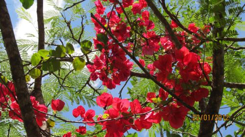 Flowers In Summer