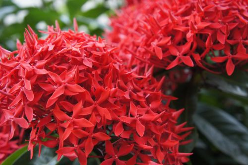 Small Red Flowers