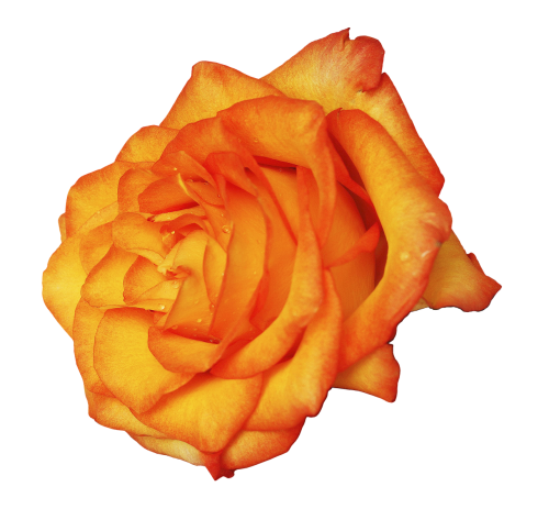 floribunda rose rose bloom
