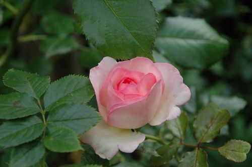 floribunda flowers pink