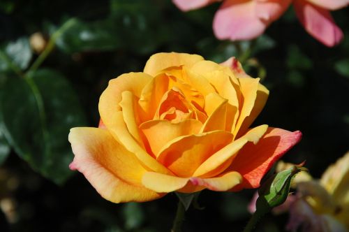 floribunda flowers yellow