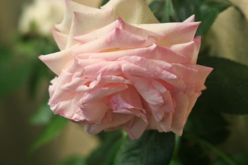 floribunda rose pink