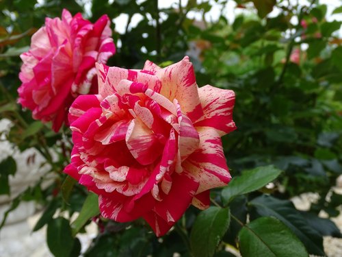 floribunda  scented rose  rose