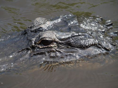 alligator florida everglades