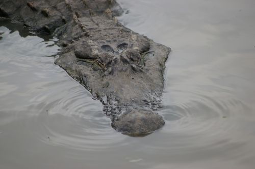 florida alligator risk