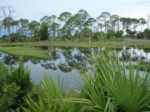 florida nature swamp
