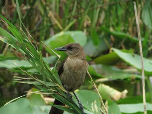 florida bird everglades