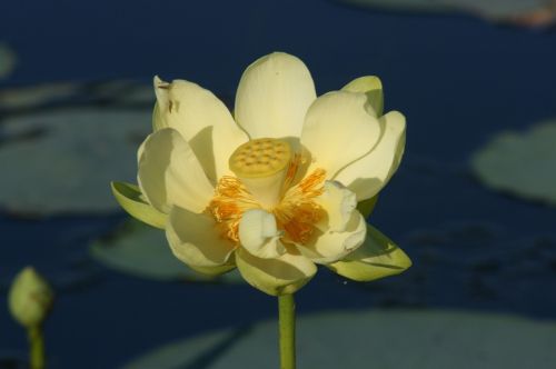 florida flower water lily