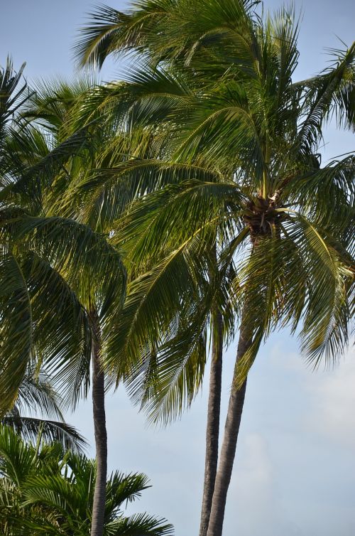 florida palm palm tree
