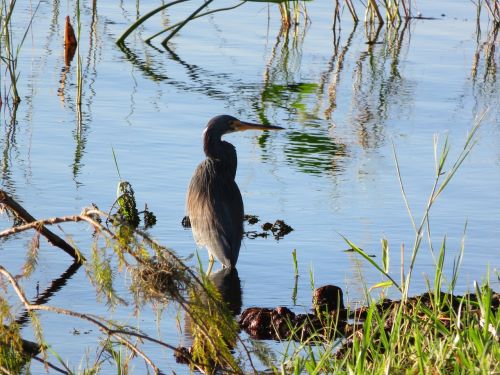 florida lake bird