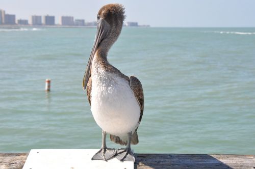 florida pelican ocean