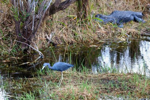 florida everglades usa