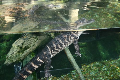 florida aquarium american crocodile