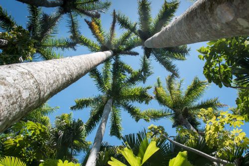 florida palms sunny day