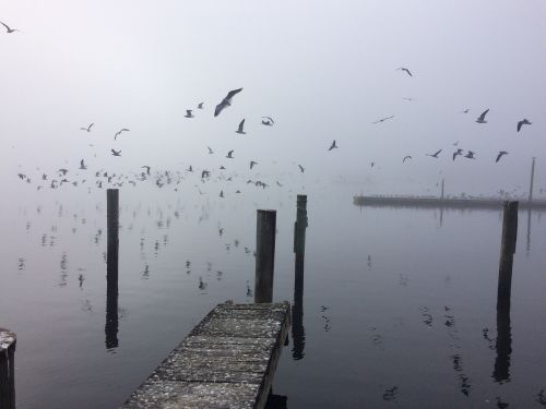 florida seagulls lake