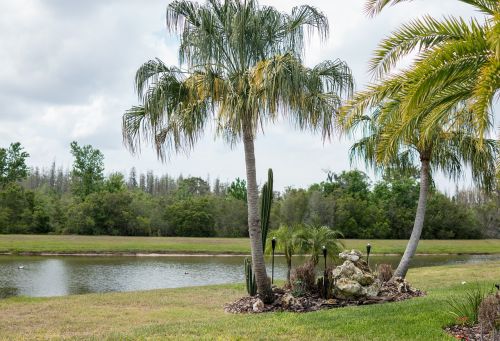 florida landscape palm trees